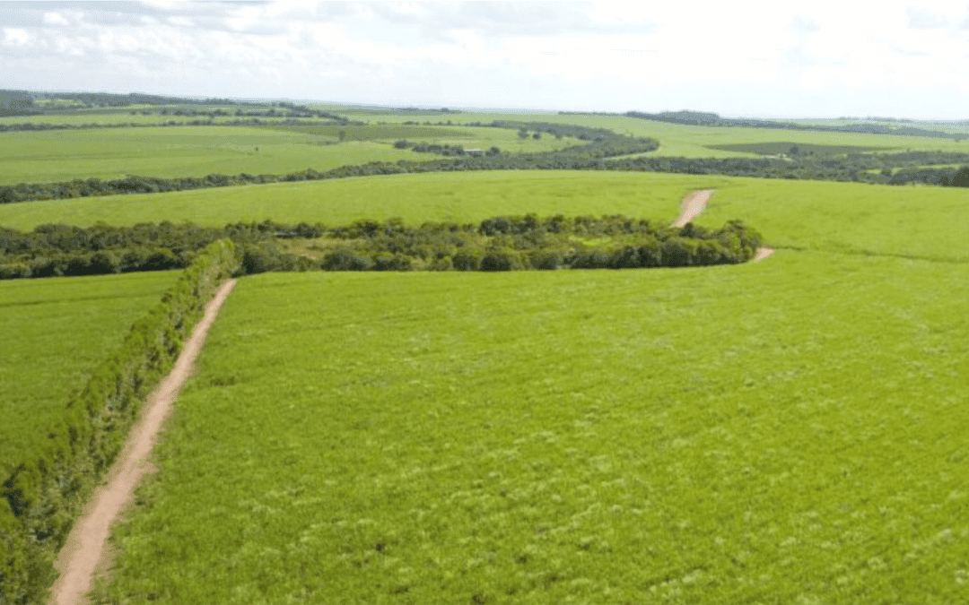 Biodefensivos “On farm”. Por onde começar? A que passos avançar com segurança?
